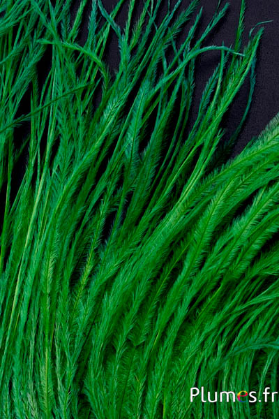 Autruche barbules - 8-15 cm - vert